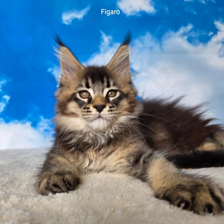 Figaro Maine Coon Kittens | Kitten for sale. 