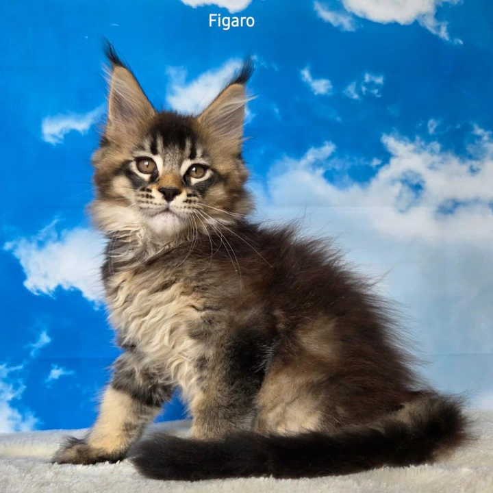 Figaro Maine Coon Kittens | Kitten for sale. 