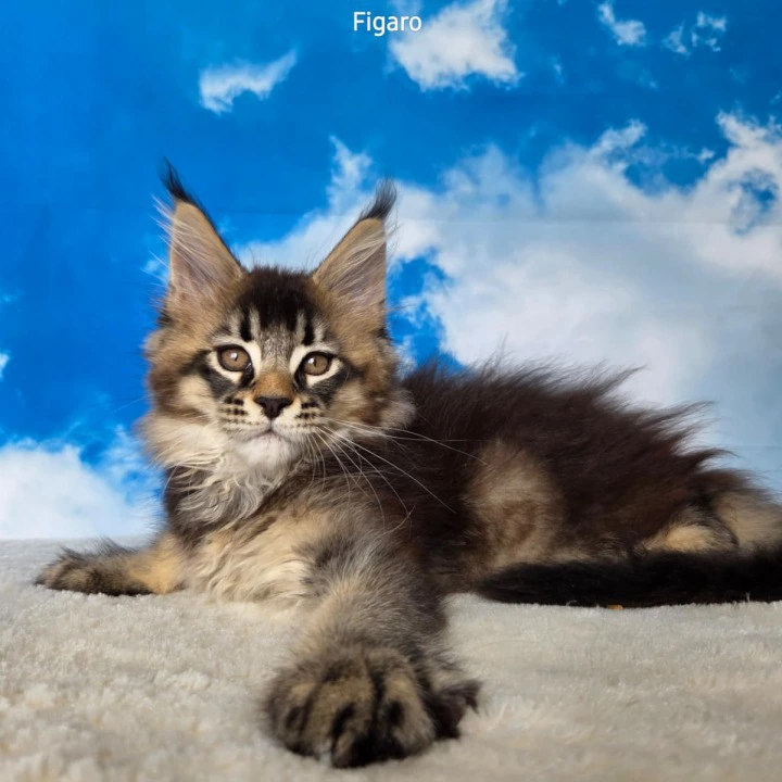 Figaro Maine Coon Kittens | Kitten for sale. 