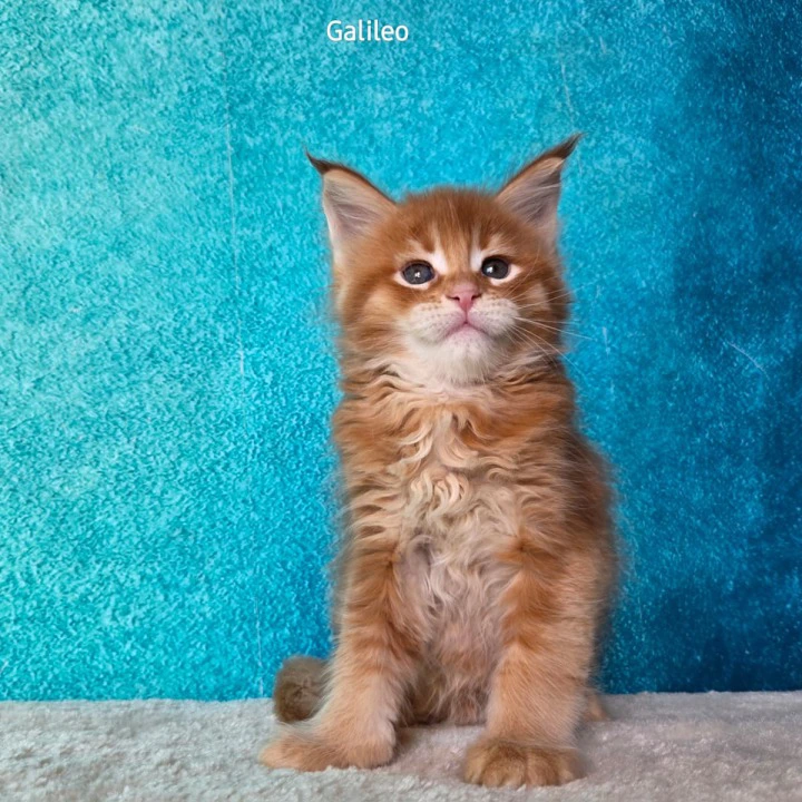 Galileo Maine Coon Kittens | Large selection of kittens. 