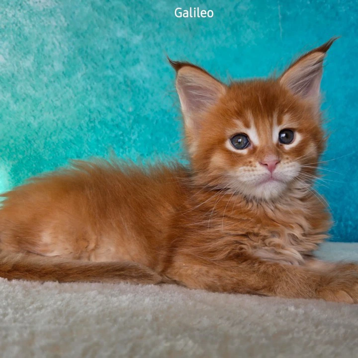 Galileo Maine Coon Kittens | Large selection of kittens. 