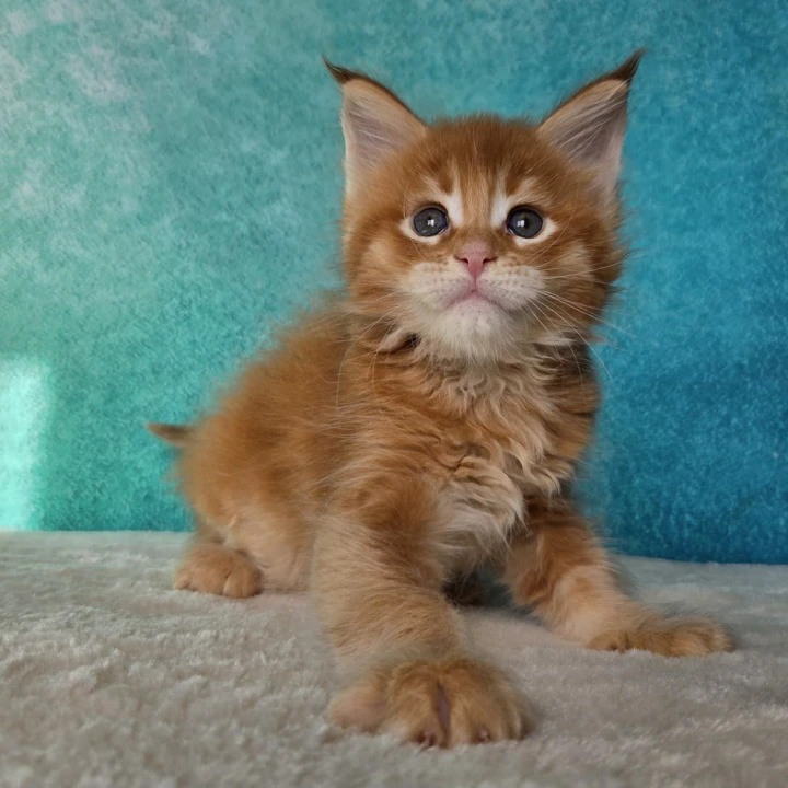 Galileo Maine Coon Kittens | Large selection of kittens. 