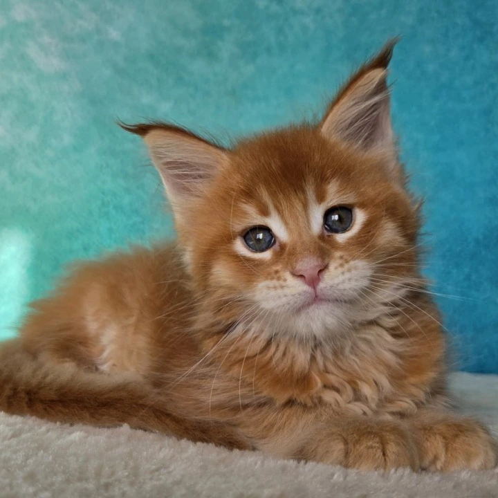 Galileo Maine Coon Kittens | Large selection of kittens. 