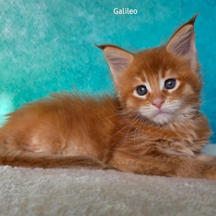 Galileo Maine Coon Kittens | Large selection of kittens. 