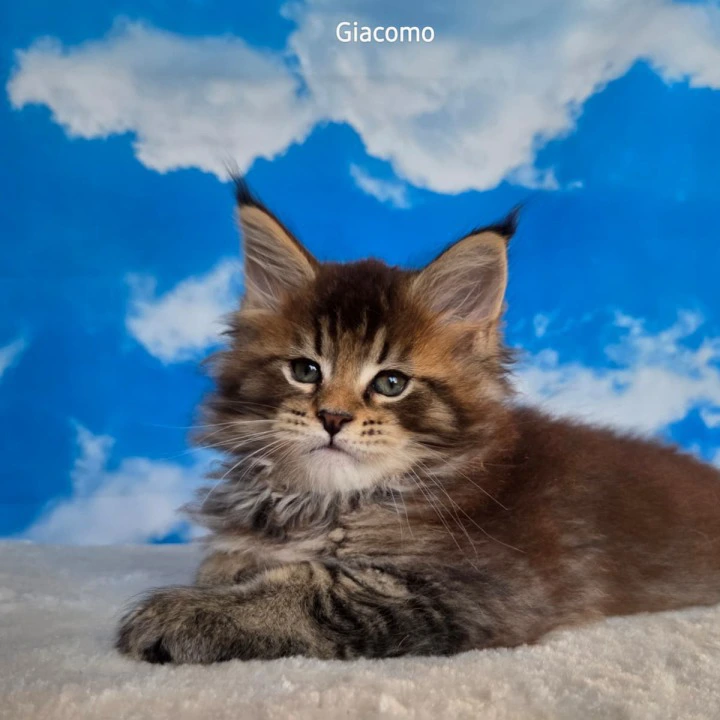 Giacomo Maine Coon Kittens | Kitten for sale. 