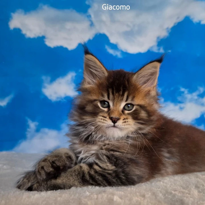 Giacomo Maine Coon Kittens | Kitten for sale.
