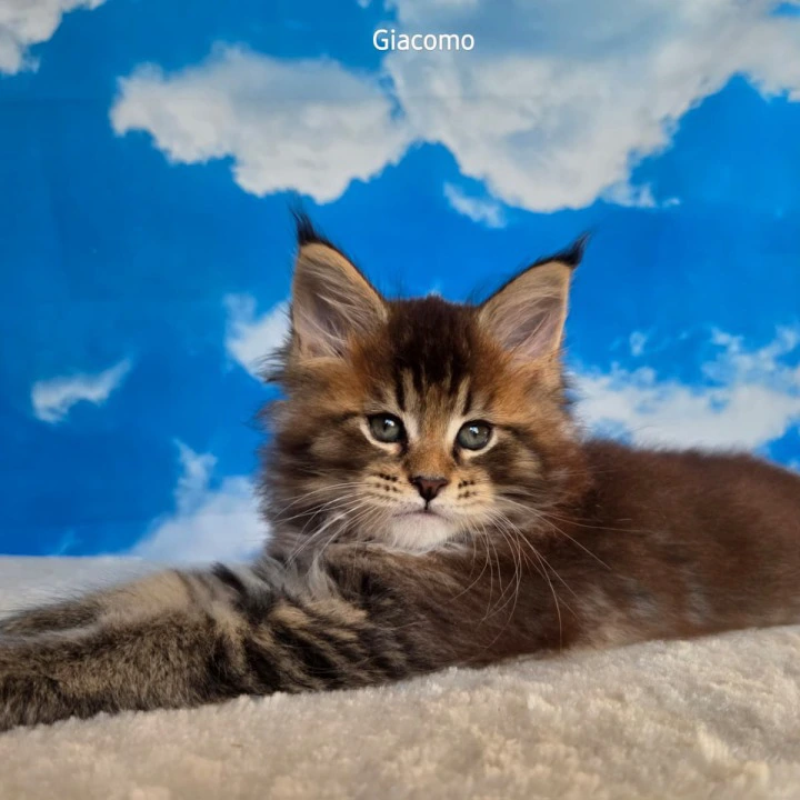 Giacomo Maine Coon Kittens | Kitten for sale.