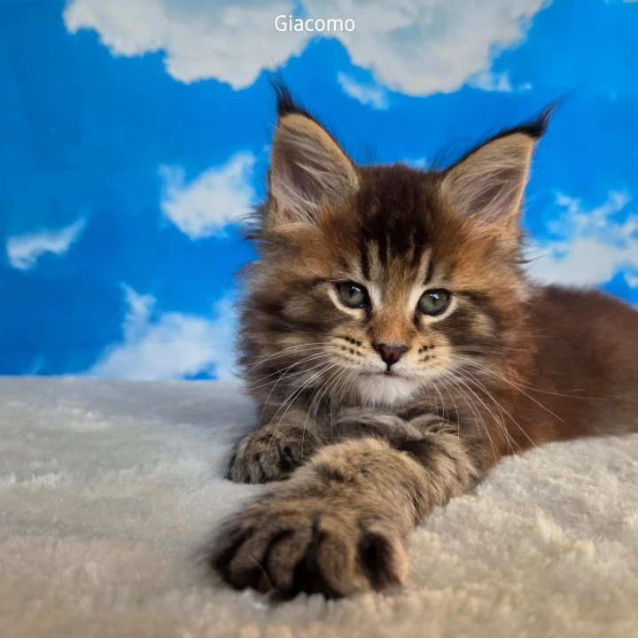 Giacomo Maine Coon Kittens | Kitten for sale. 