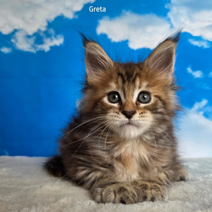 Greta Maine Coon Kittens | Large selection of kittens. 