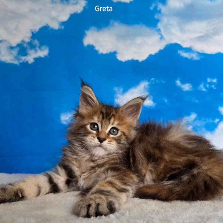 Greta Maine Coon Kittens | Large selection of kittens. 