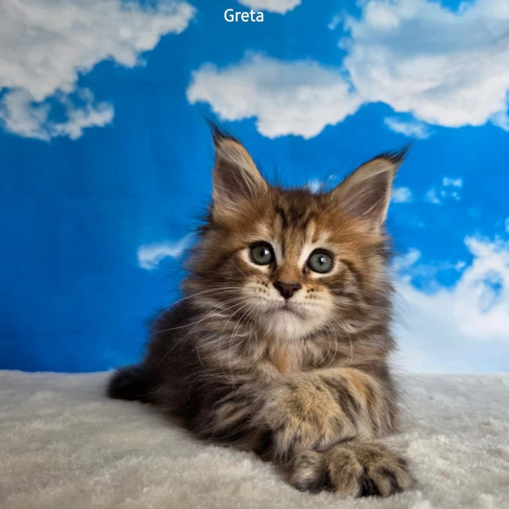 Greta Maine Coon Kittens | Large selection of kittens. 