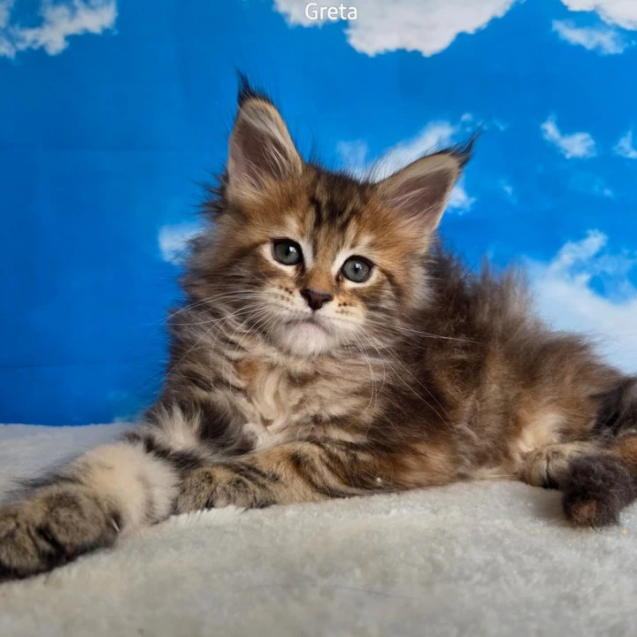 Greta Maine Coon Kittens | Large selection of kittens. 