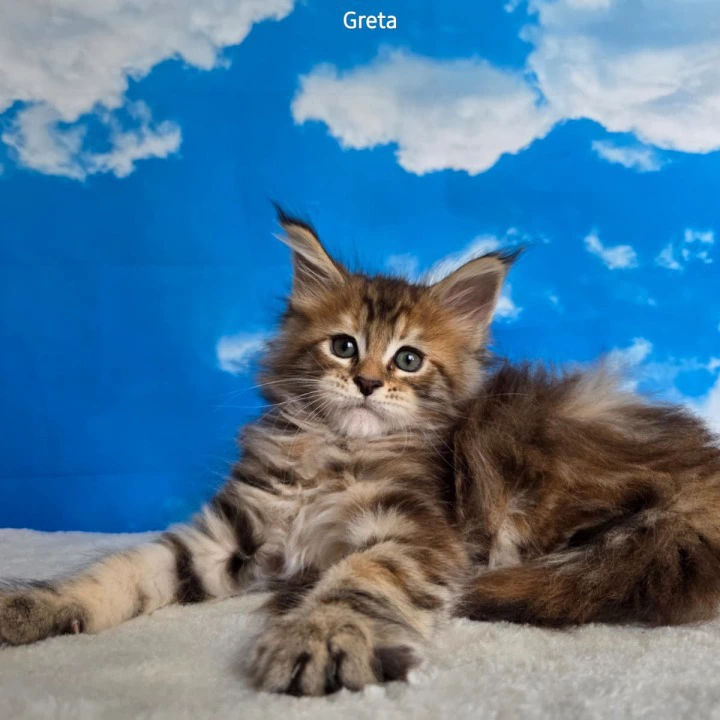 Greta Maine Coon Kittens | Large selection of kittens. 