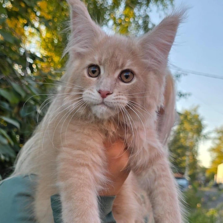 Odin Maine Coon Kittens | Buy a kitten. 