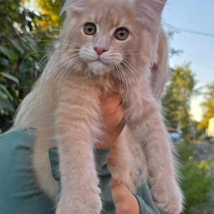 Odin Maine Coon Kittens | Buy a kitten.