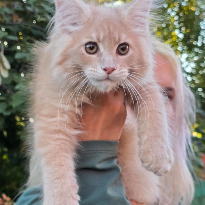 Odin Maine Coon Kittens | Buy a kitten.