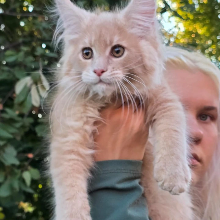 Odin Maine Coon Kittens | Buy a kitten.