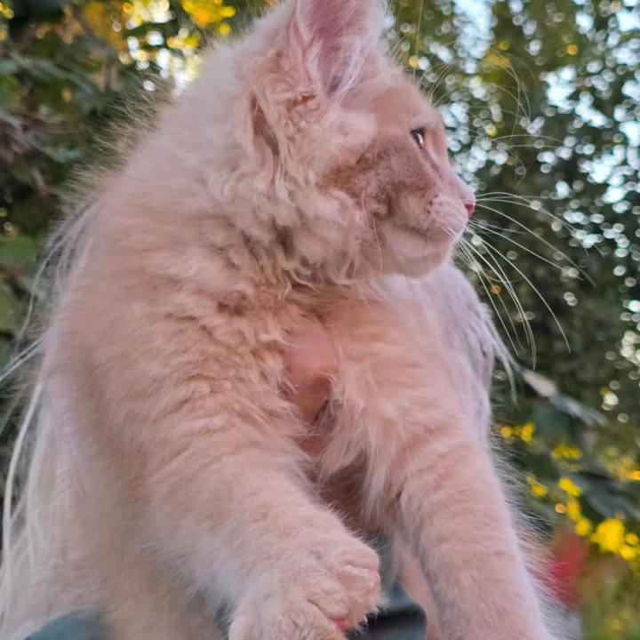 Odin Maine Coon Kittens | Buy a kitten.