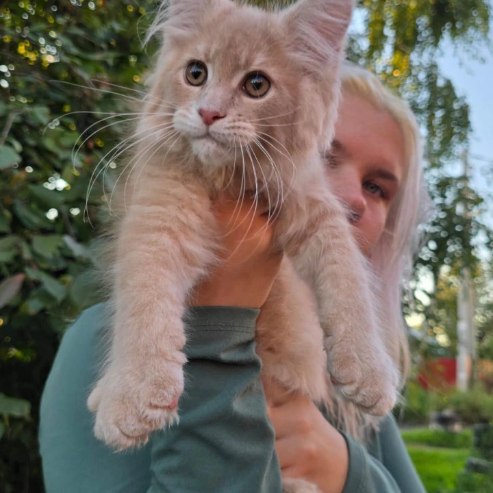 Odin Maine Coon Kittens | Buy a kitten. 