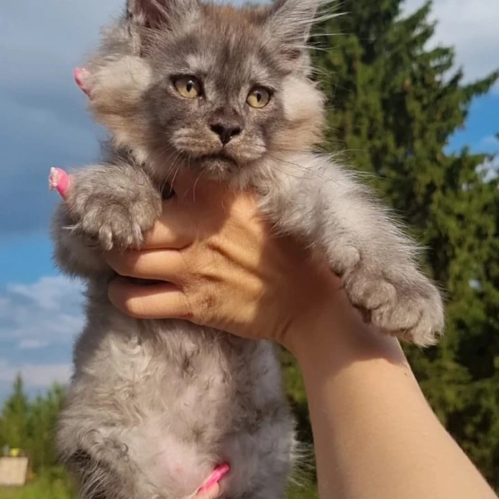 John Maine Coon Kittens | Kittens for sale. 