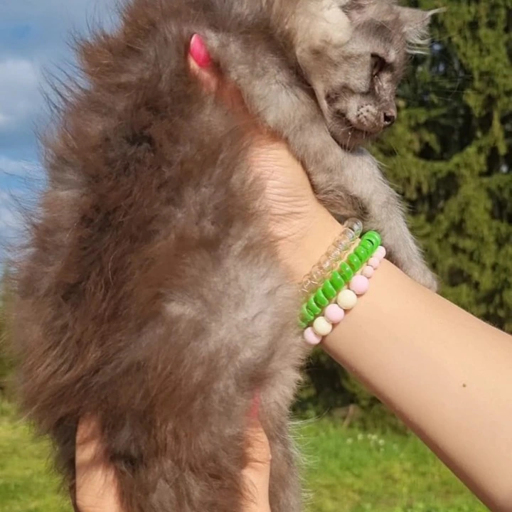 John Maine Coon Kittens | Kittens for sale. 