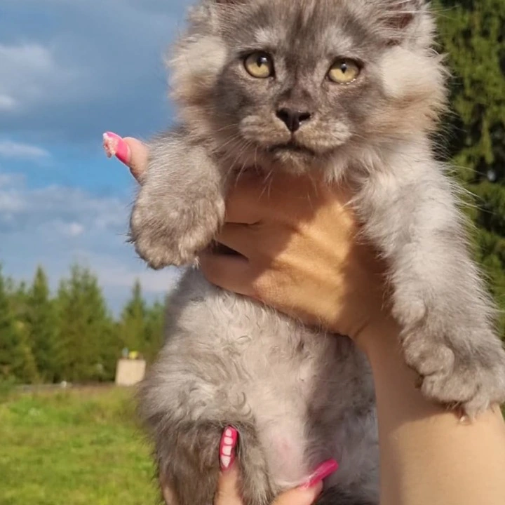 John Maine Coon Kittens | Kittens for sale. 