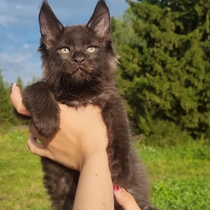 Jое   Maine Coon Kittens | Buy a kitten. 