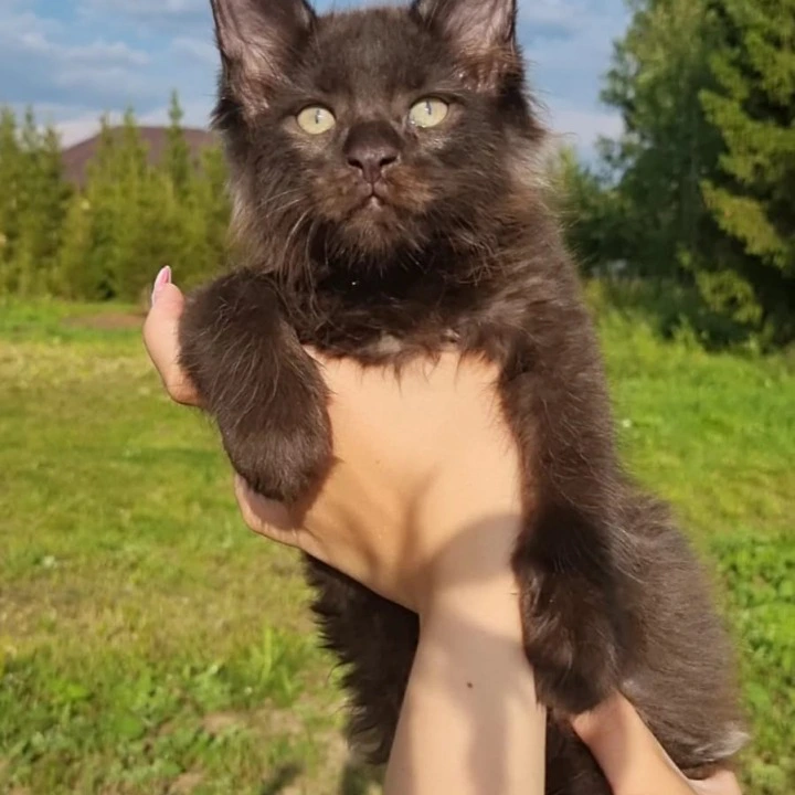 Jое   Maine Coon Kittens | Buy a kitten. 