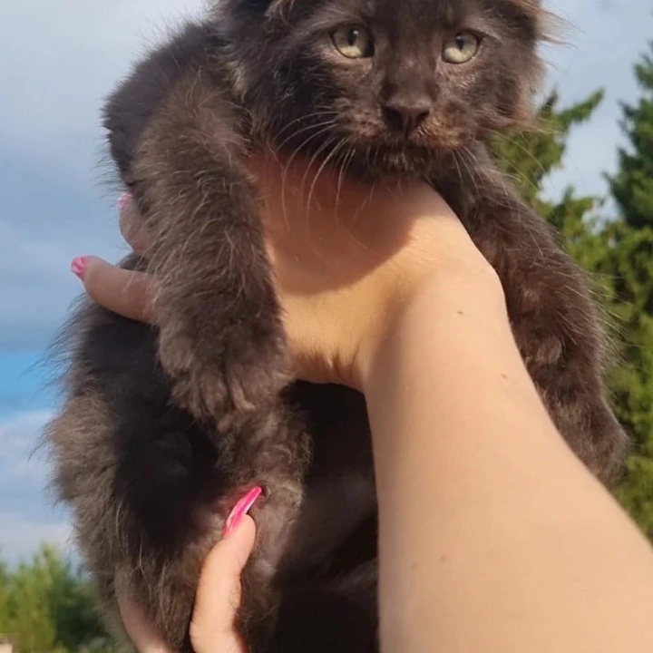 Jое   Maine Coon Kittens | Buy a kitten. 