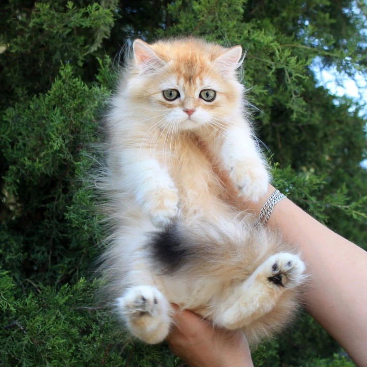 Lionis Longhair British Shorthair Kittens | Buy a kitten. 