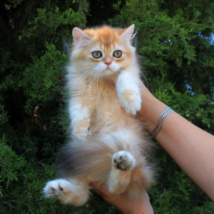 Lionis Longhair British Shorthair Kittens | Buy a kitten.