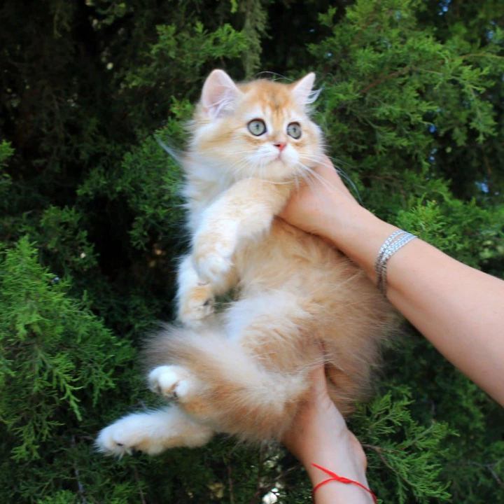 Lionis Longhair British Shorthair Kittens | Buy a kitten.