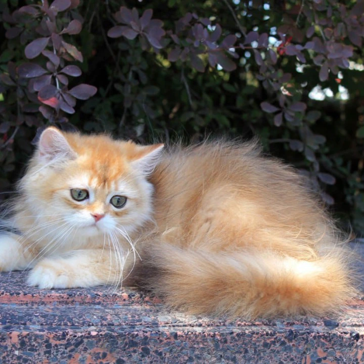 Lionis Longhair British Shorthair Kittens | Buy a kitten.