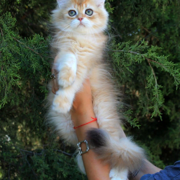 Lionis Longhair British Shorthair Kittens | Buy a kitten. 