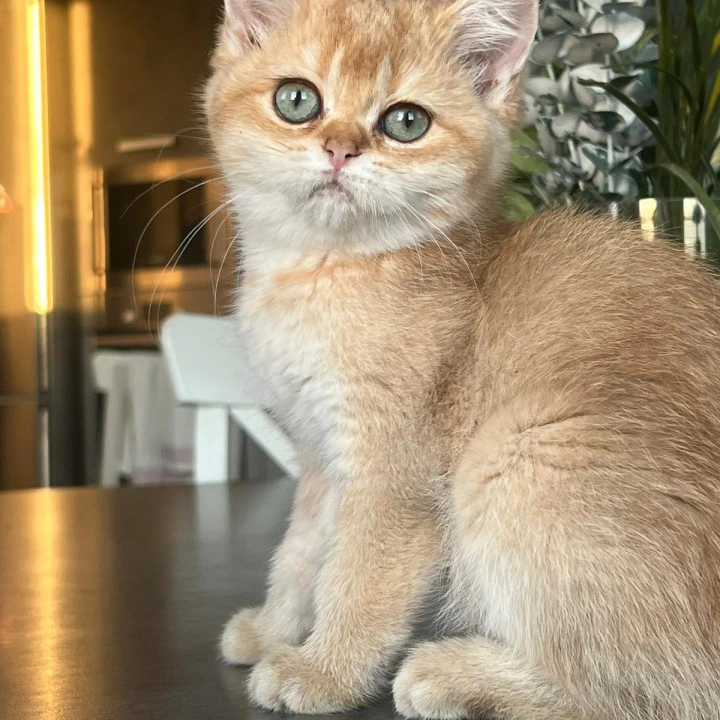 Irisha British Shorthair Kittens | Large selection of kittens. 