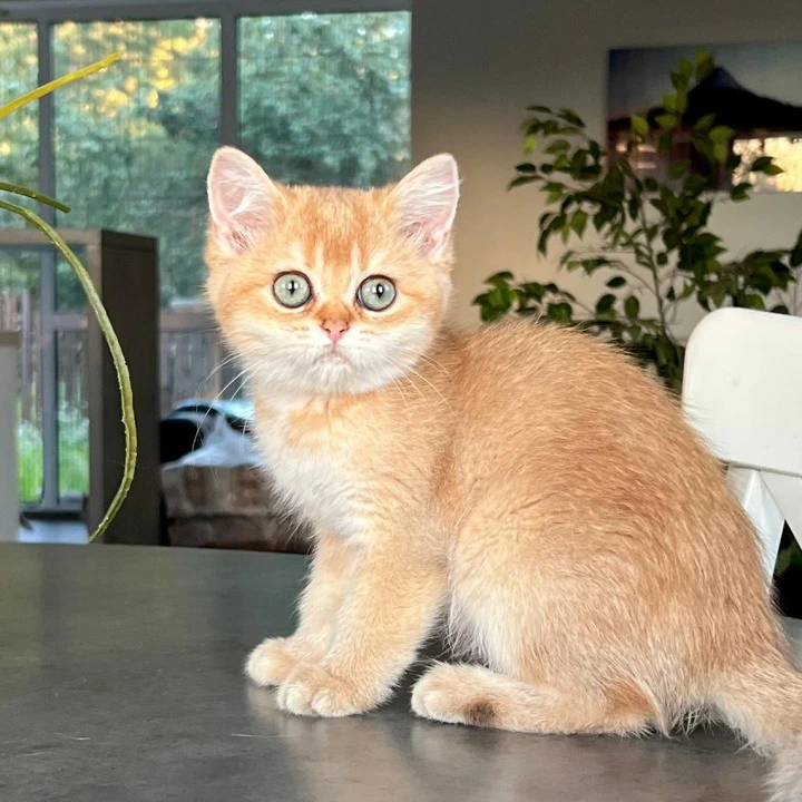 Irisha British Shorthair Kittens | Large selection of kittens. 