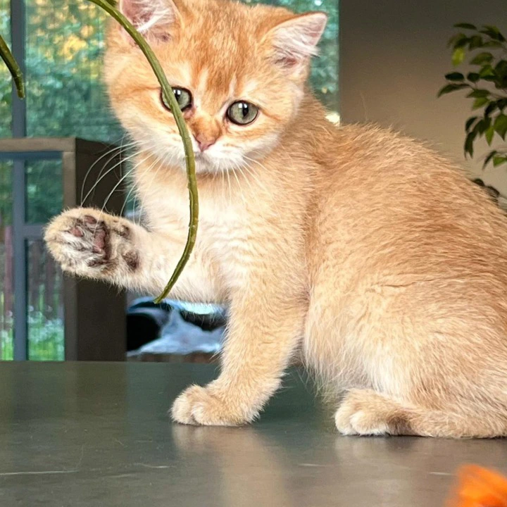 Irisha British Shorthair Kittens | Large selection of kittens. 