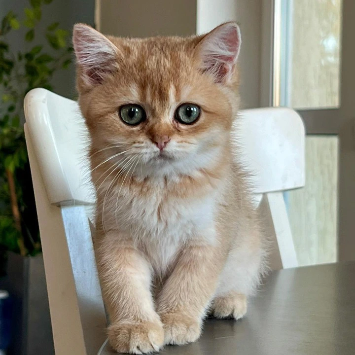 Irisha British Shorthair Kittens | Large selection of kittens. 
