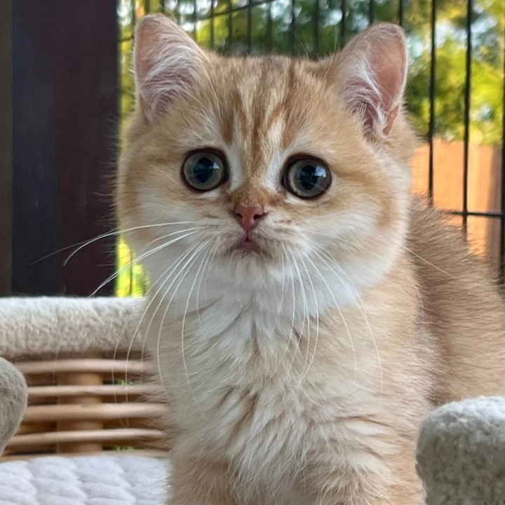 Iriska British Shorthair Kittens | Kittens for sale. 