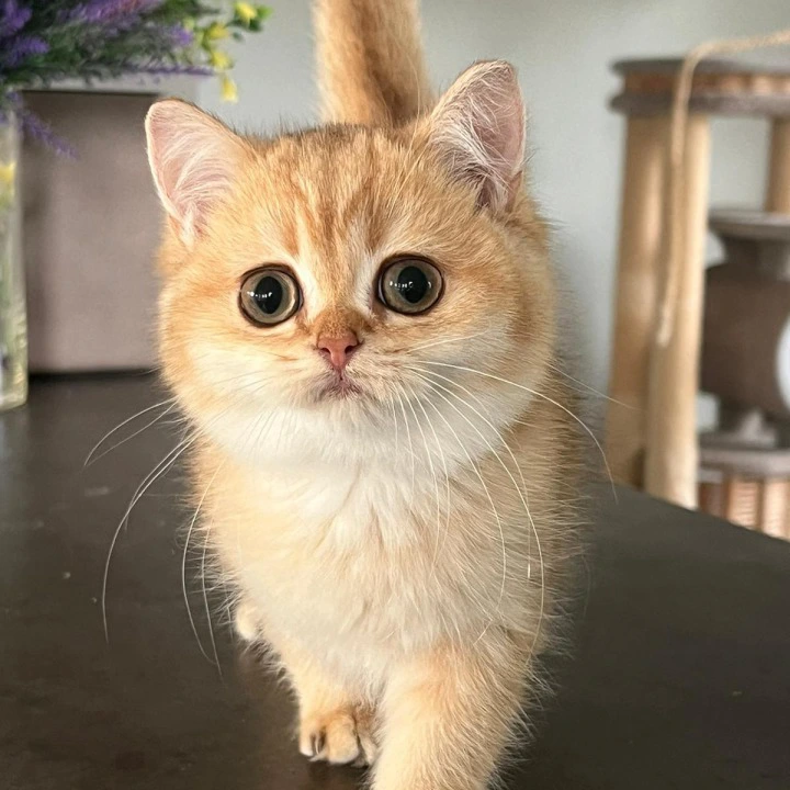 Iriska British Shorthair Kittens | Kittens for sale. 