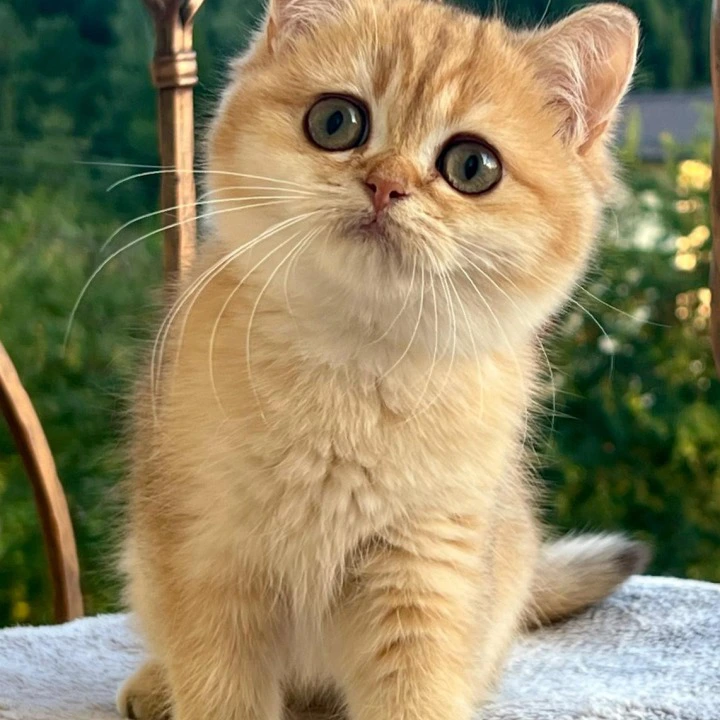 Iriska British Shorthair Kittens | Kittens for sale. 