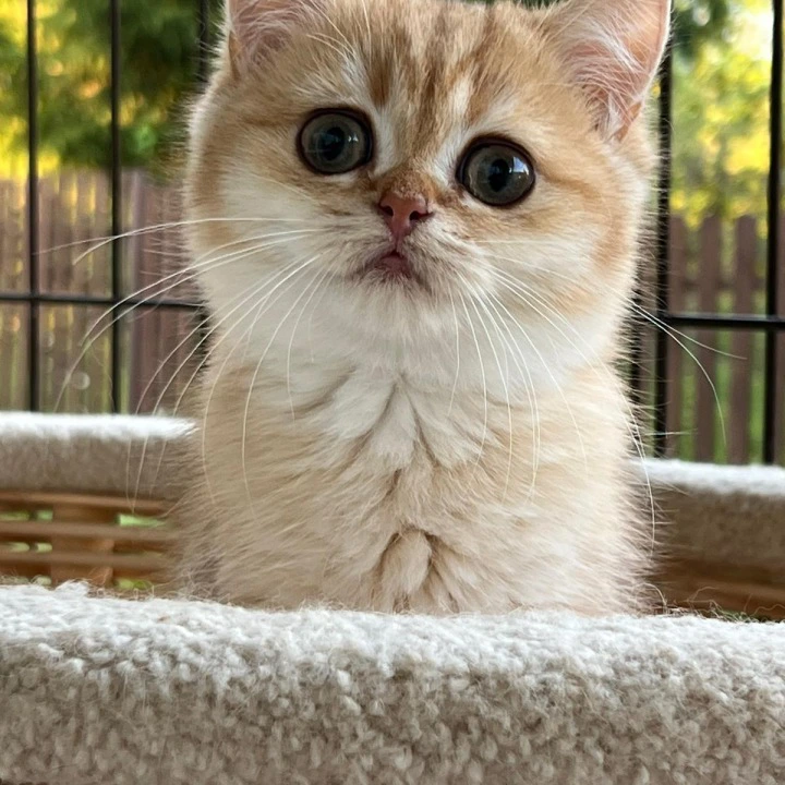 Iriska British Shorthair Kittens | Kittens for sale. 
