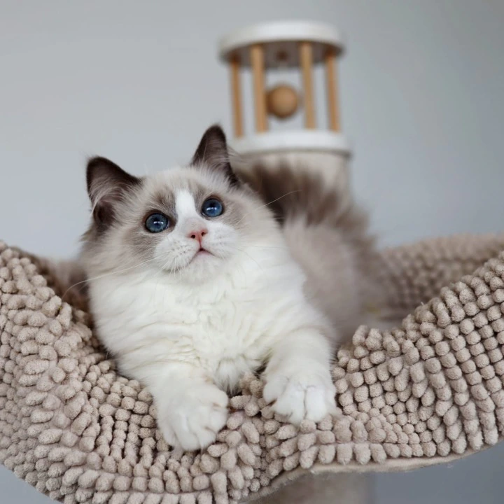 Paco Ragdoll Kittens | Kittens for sale. 