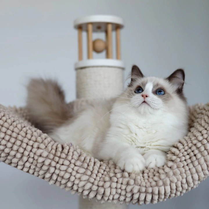 Paco Ragdoll Kittens | Kittens for sale. 