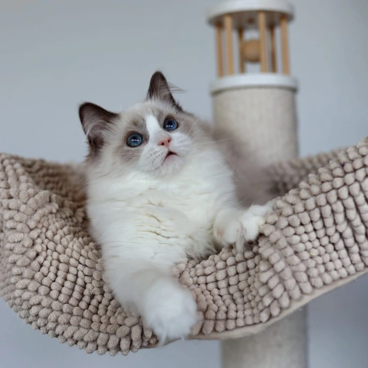 Paco Ragdoll Kittens | Kittens for sale. 