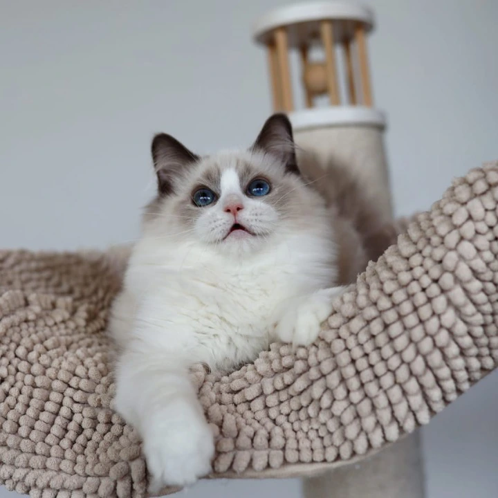 Paco Ragdoll Kittens | Kittens for sale. 