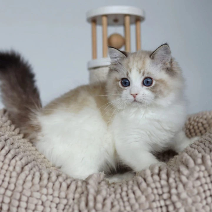 Pack Ragdoll Kittens | Buy a kitten. 