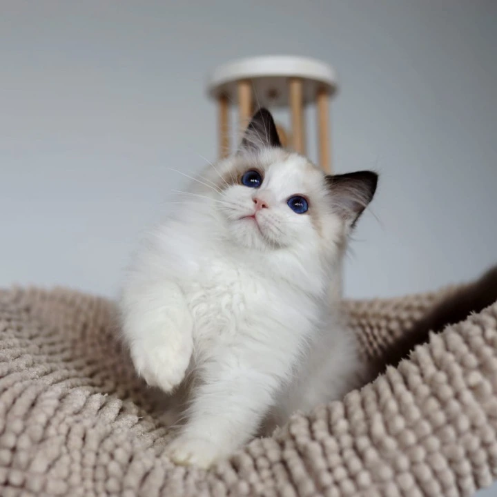 Pascal Ragdoll Kittens | Buy a kitten. 