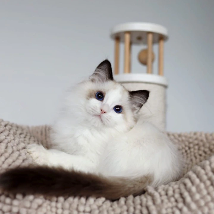 Pascal Ragdoll Kittens | Buy a kitten. 