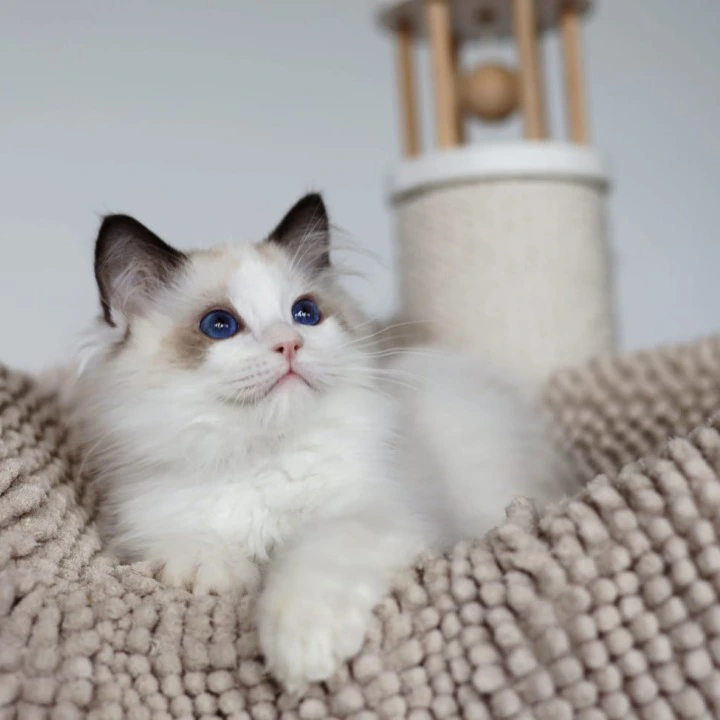 Pascal Ragdoll Kittens | Buy a kitten. 